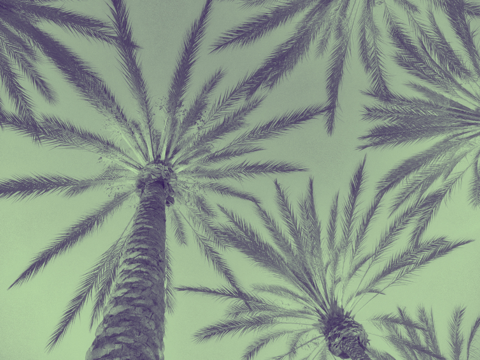 Tall palm trees with slender trunks and arching fronds, set against a clear sky with a cool, greenish tint.