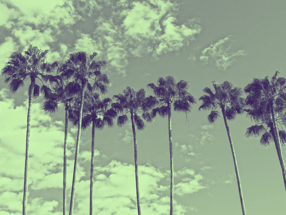 Silhouetted palm trees against a cloudy sky with a greenish vintage hue, featured in a real estate article about Florida.