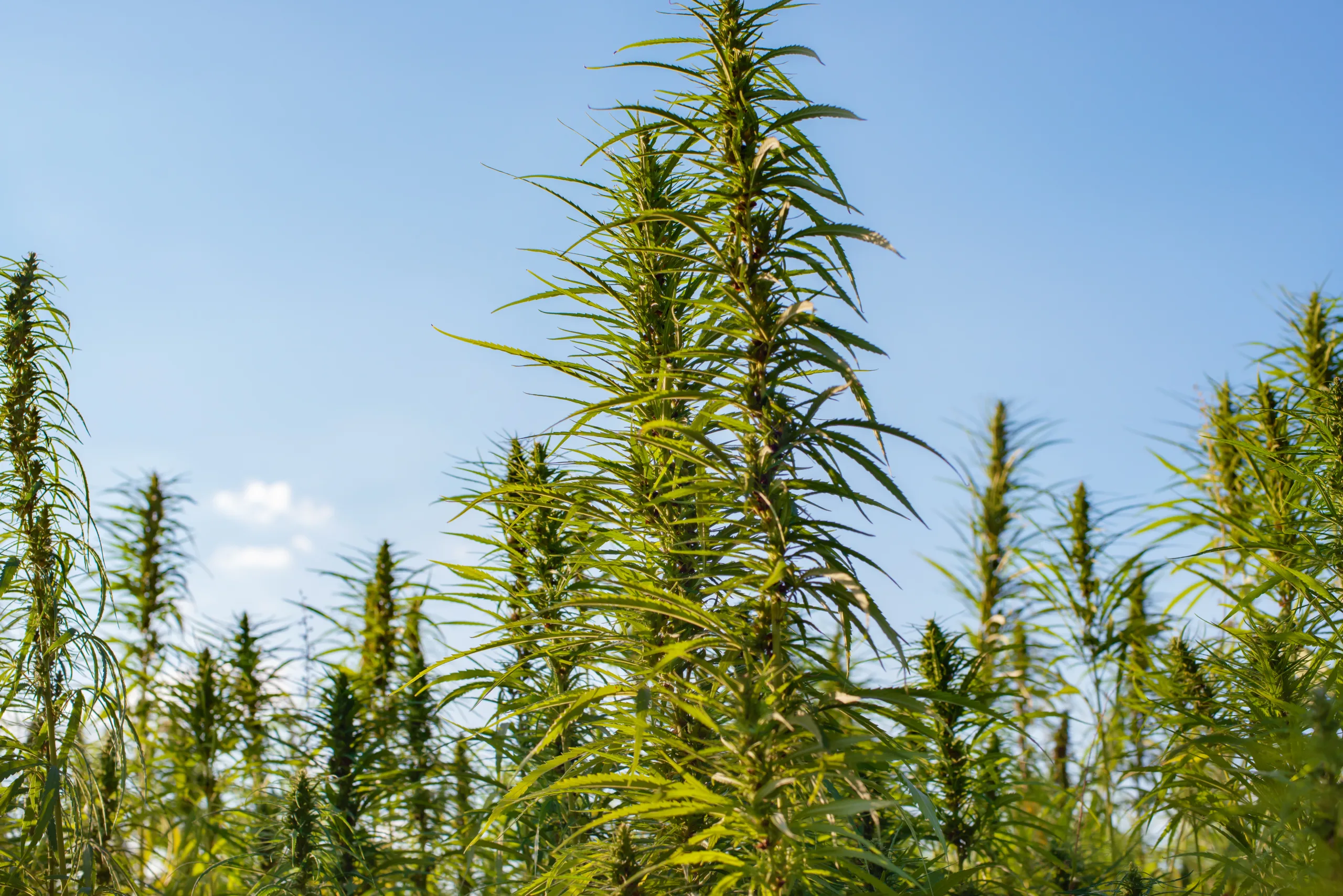 Trump’s marijuana reclassification boosts cannabis real estate prospects. Learn how the policy shift could reshape the CRE landscape.