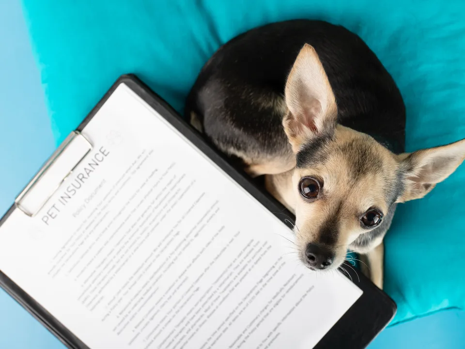 Foxen Adds Healthy Paws Pet Insurance for Renters